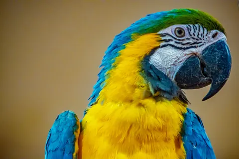 والپیپر طوطی ماکائو با کیفیت 4K · animals · 3840×2550