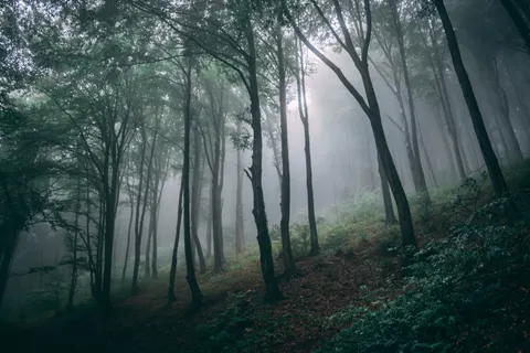 안개 낀 숲 4K 배경화면 · nature · 3840×2560