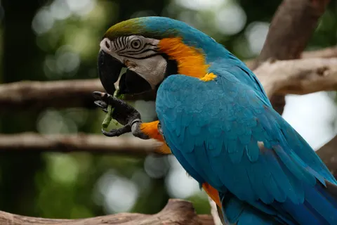 خلفية ببغاء الآرا بدقة 4K · animals · 3840×2560