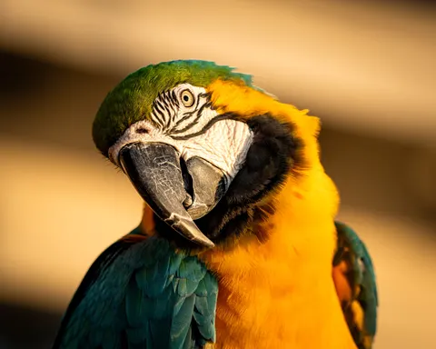 والپیپر طوطی ماکائو با کیفیت 4K · animals · 3840×3072
