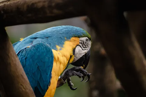 金剛鸚鵡 4K桌布 · animals · 3840×2560