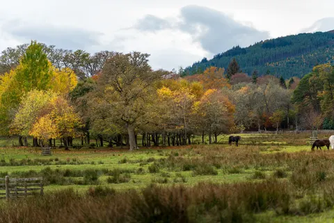 Horse 4K Wallpaper · animals · 3840×2560