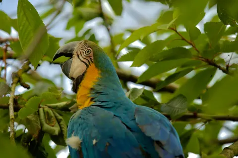 Ara Papağanı 4K Duvar Kağıdı · animals · 3840×2560