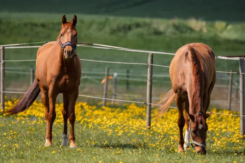 Horse 4K Wallpaper · animals · 3840×2560