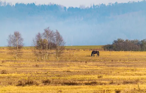 Horse 4K Wallpaper · animals · 3840×2458