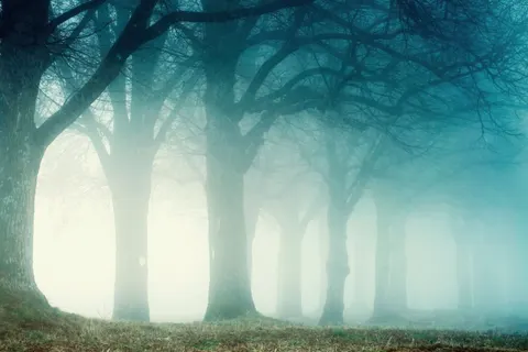 안개 낀 숲 4K 배경화면 · nature · 3840×2560