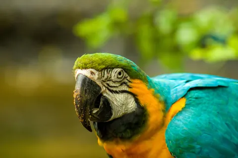 Ara 4K Hintergrundbild · animals · 3840×2560