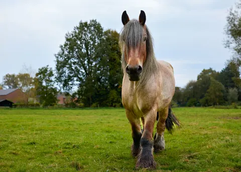Fond d'écran Cheval 4K · animals · 3840×2743