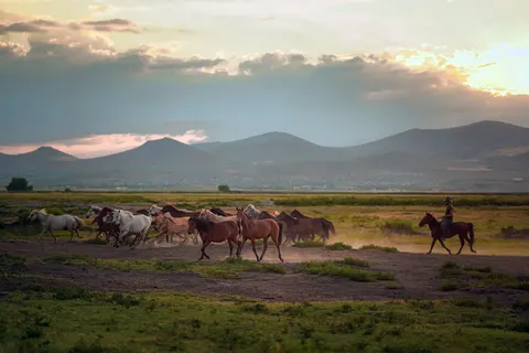 Horse 4K Wallpaper · animals · 3840×2561