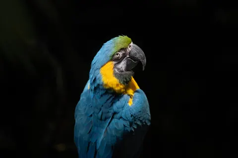 Ara Papağanı 4K Duvar Kağıdı · animals · 3840×2560
