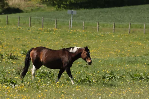 Fond d'écran Cheval 4K · animals · 3840×2560