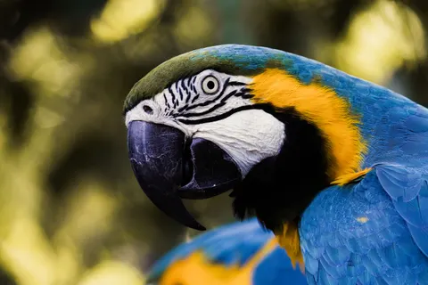 मकाओ तोता 4K वॉलपेपर · animals · 3840×2560