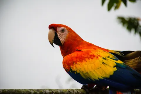मकाओ तोता 4K वॉलपेपर · animals · 3840×2560