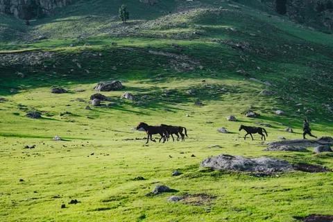 Fond d'écran Cheval 4K · animals · 3840×2560