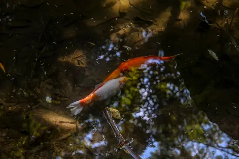 Koi Fish 4K Wallpaper · animals · 3840×2560