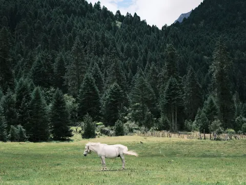 말 4K 배경화면 · animals · 3840×2882
