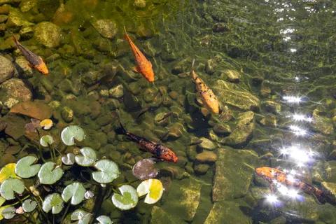 Koi Fish 4K Wallpaper · animals · 3840×2560