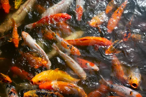 Koi Fish 4K Wallpaper · animals · 3840×2560