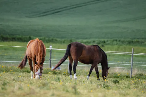Pferd 4K Hintergrundbild · animals · 3840×2560