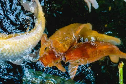 Koi Fish 4K Wallpaper · animals · 3840×2560