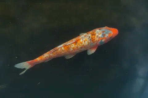 Koi Fish 4K Wallpaper · animals · 3840×2560