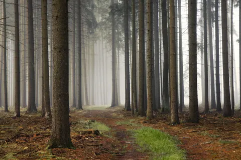 Foggy Forest 4K Wallpaper · nature · 3840×2561