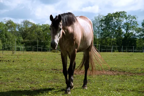 Pferd 4K Hintergrundbild · animals · 3840×2565