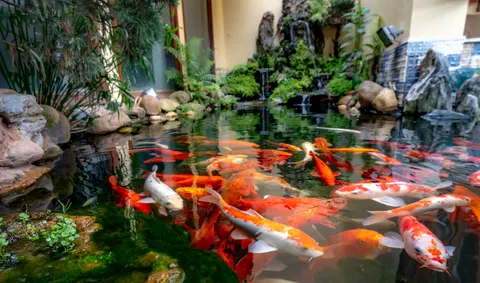 Koi Fish 4K Wallpaper · animals · 3840×2268