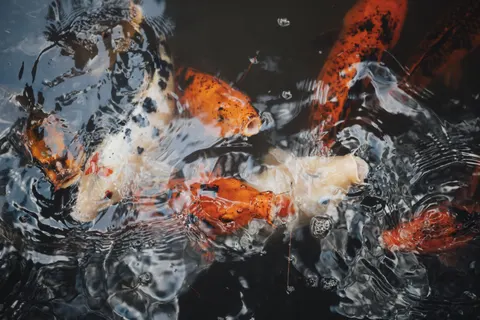 Koi Fish 4K Wallpaper · animals · 3840×2560