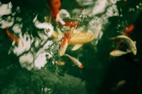 Koi Fish 4K Wallpaper · animals · 3840×2560