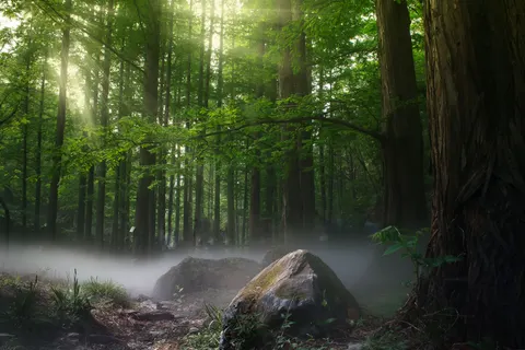 霧の森 4K壁紙 · nature · 3840×2560