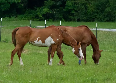 Horse 4K Wallpaper · animals · 3840×2743