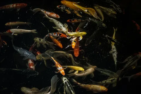 Koi Fish 4K Wallpaper · animals · 3840×2560