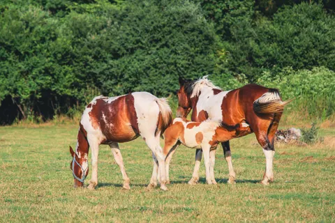 Papel de parede Cavalo 4K · animals · 3840×2560