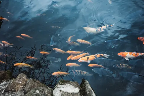 Koi Fish 4K Wallpaper · animals · 3840×2560