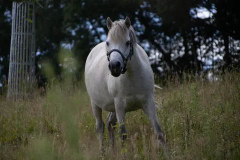 Pferd 4K Hintergrundbild · animals · 3840×2560