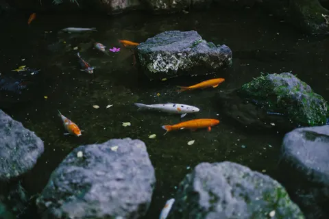 Koi Fish 4K Wallpaper · animals · 3840×2560
