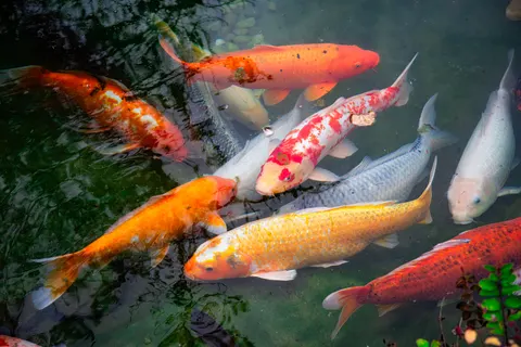 錦鯉 4K桌布 · animals · 3840×2563