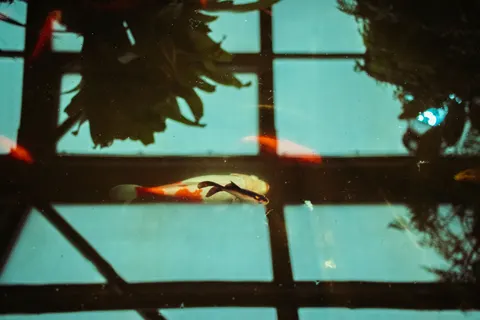 Koi Fish 4K Wallpaper · animals · 3840×2560