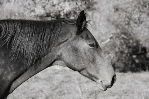 Fondo de pantalla Caballo 4K · animals · 3840×2560