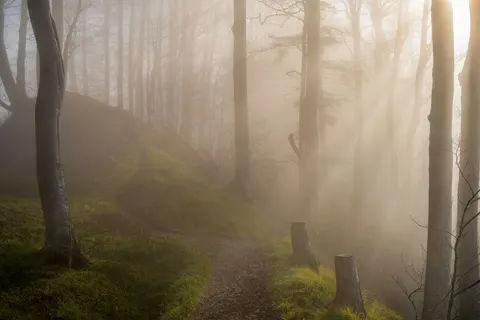 Foggy Forest 4K Wallpaper · nature · 3840×2560