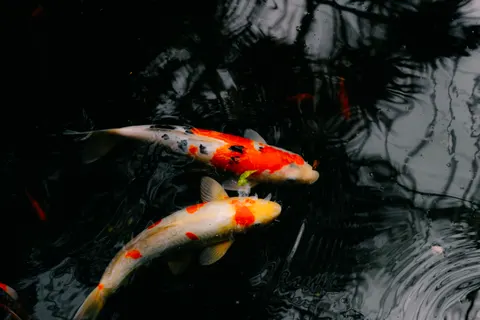 Koi Fish 4K Wallpaper · animals · 3840×2560