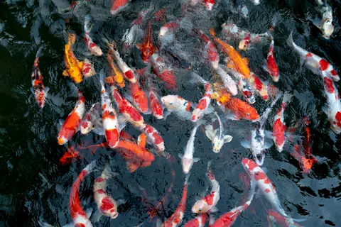 Koi Fish 4K Wallpaper · animals · 3840×2561
