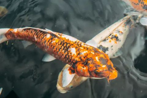 Koi Fish 4K Wallpaper · animals · 3840×2560