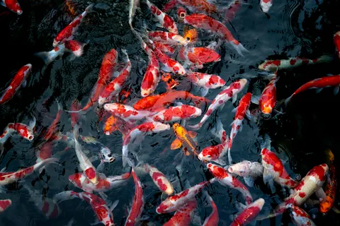 Koi Fish 4K Wallpaper · animals · 3840×2561