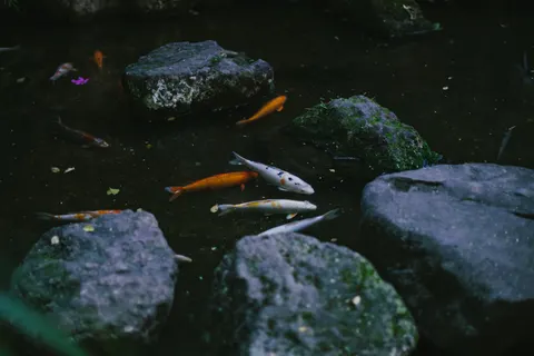 Koi Fish 4K Wallpaper · animals · 3840×2560
