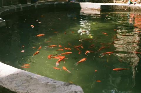 Koi Fish 4K Wallpaper · animals · 3840×2546