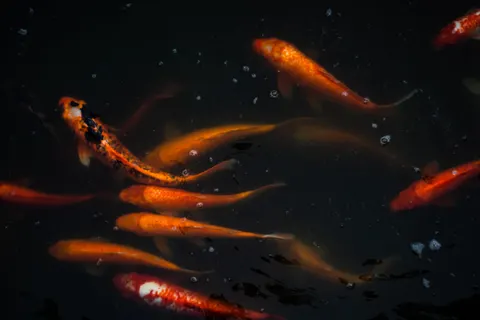Koi Fish 4K Wallpaper · animals · 3840×2560