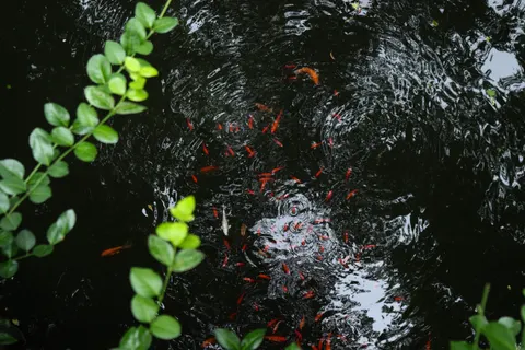 Koi Fish 4K Wallpaper · animals · 3840×2560