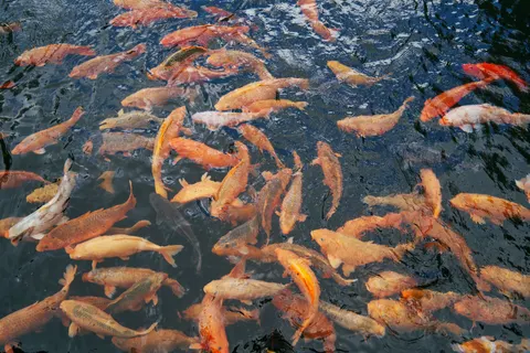 Koi Fish 4K Wallpaper · animals · 3840×2560
